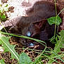 kitten, black_cat, blue_eyes, grass, leaves, outdoor, nature, playful, young_animal, small, curious, sunlight, shade, animal, pet, feline, ground, close_up, wildlife, adorable