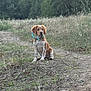 puppy, dog, brown, white, collar, sitting, dirt_path, grass, plants, outdoor, nature, forest, trees, young_dog, animal, pet, canine, wild, scenery, daylight