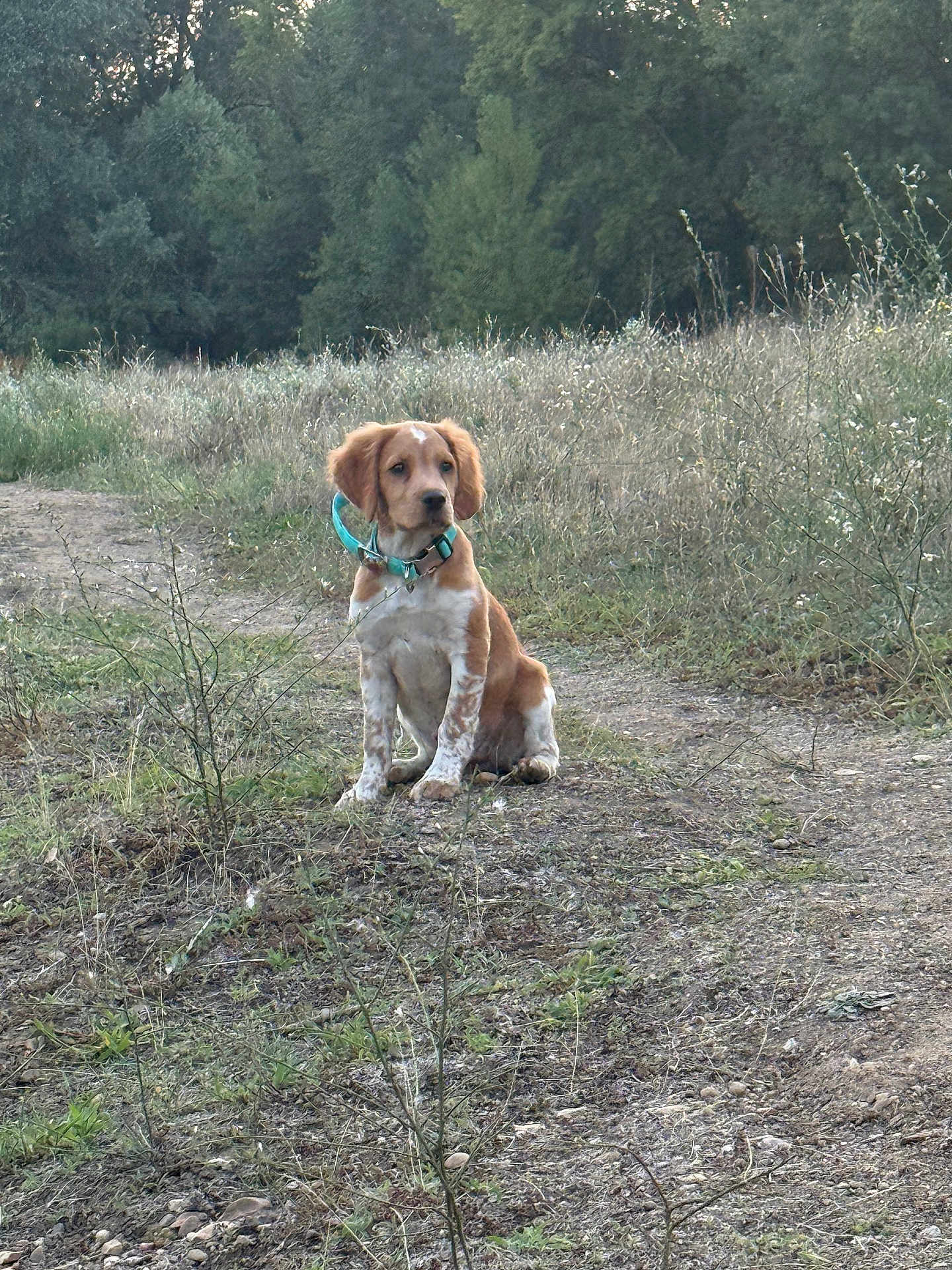 Alaska participe au concours pour gagner de l'argent avec cette photo : puppy, dog, brown, white, collar, sitting, dirt_path, grass, plants, outdoor, nature, forest, trees, young_dog, animal, pet, canine, wild, scenery, daylight