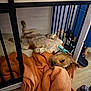 Alaska participe au concours pour gagner de l'argent avec cette photo : dog, blanket, indoor, floor, collar, orange, relaxed, resting, fur, pet, cozy, wood, table, metal, bars, sleepy, domestic, casual, comfort, household