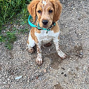 Alaska participe au concours pour gagner de l'argent avec cette photo : puppy, dog, muddy, collar, outdoor, gravel, dirt, greenery, animal, pet, young, cute, sitting, nature, canine, fur, ears, eyes, snout, leash