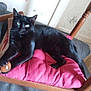 animal, black_cat, cat, chair, cozy, cushion, domestic, feline, fur, home, indoor, looking, paw, pet, pink_cushion, relaxed, resting, seat, whiskers, wooden_chair