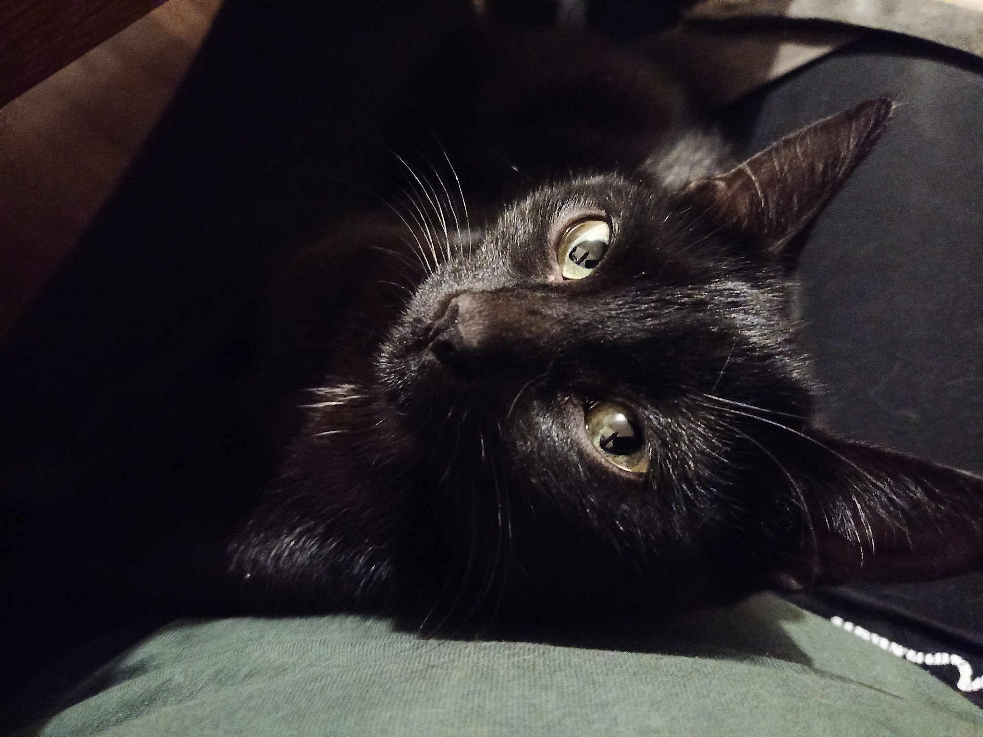 Rubi participe au concours pour gagner de l'argent avec cette photo : cat, black_cat, close_up, pet, animal, fur, whiskers, ears, eyes, resting, indoor, curious, looking_up, green_surface, dark_background, portrait, feline, domestic_cat, cute, companion