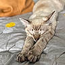 Haku is registered to the contest to win money with this photo: cat, sleeping, stretching, bed, blanket, cozy, indoor, feline, animal, pet, whiskers, ears, paws, fur, relaxed, closeup, soft, comfort, resting, cute