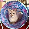 Haku joined the competition — help win amazing prizes! cat, blue_eyes, tunnel_toy, indoor, curious, pet, animal, colorful, feline, relaxed, close_up, looking_at_camera, whiskers, playful, domestic_cat, fur, cute, cozy, table, household