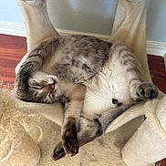 Haku joined the competition — help win amazing prizes! cat, feline, sleeping, relaxed, hammock, cat_tree, indoor, pet, cozy, fur, paw, whiskers, wooden_floor, beige, cute, domestic_animal, resting, animal, mammal, tabby