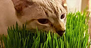 Haku is registered to the contest to win money with this photo: cat, grass, indoor, green, plant, pet, animal, curious, closeup, child, blurred_background, furniture, home, domestic, ears, whiskers, snout, tray, light, soft_focus