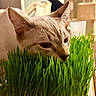 cat, grass, indoor, green, plant, pet, animal, curious, closeup, child, blurred_background, furniture, home, domestic, ears, whiskers, snout, tray, light, soft_focus