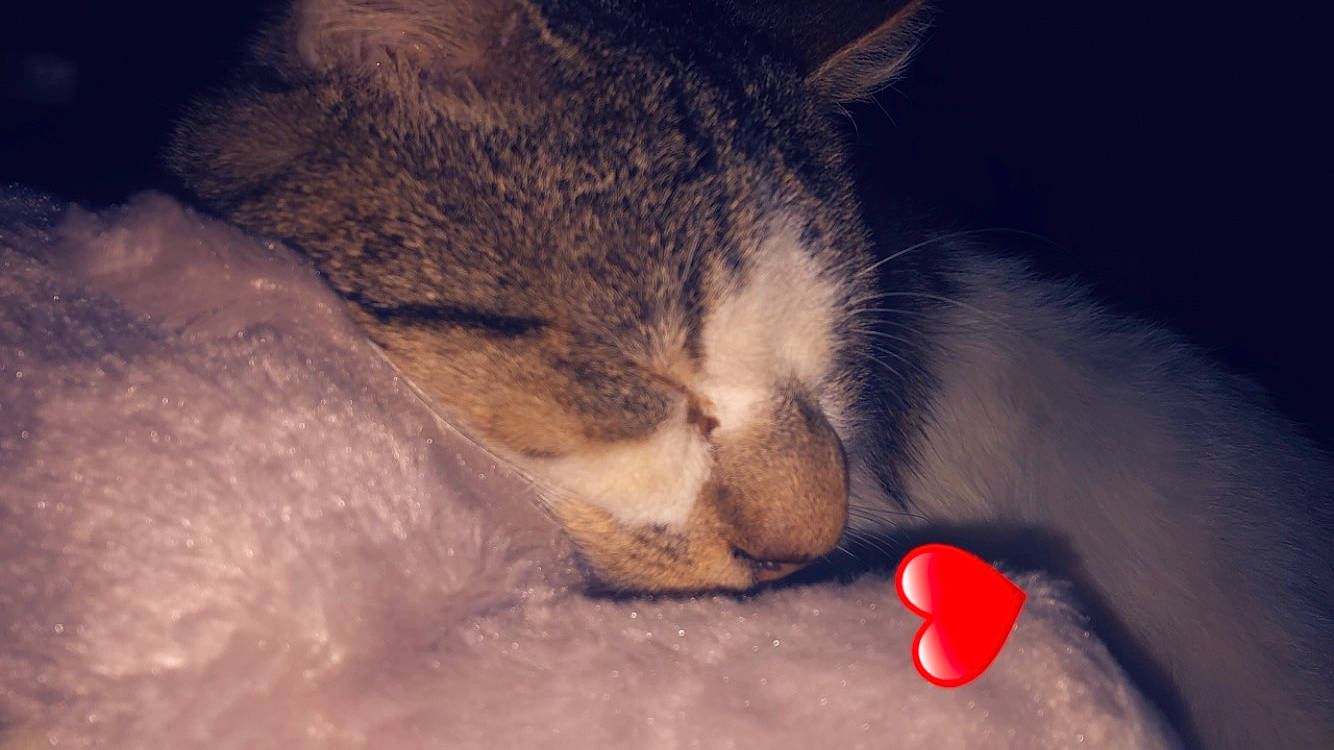 Kenny participe au concours pour gagner de l'argent avec cette photo : carnivore, cat, domestic_short_haired_cat, ear, european_shorthair, felidae, kitten, nap, nose, paw, singapura, sleep, small_to_medium_sized_cats, snout, tail, whiskers