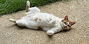 Pêche Dit Chacha a rejoint le concours — aidez-le/la à gagner de superbes lots ! cat, white_cat, orange_spots, lying_down, outdoor, grass, concrete, relaxed, pets, animal, cute, feline, resting, nature, daylight, curious, ears, whiskers, paws, ground