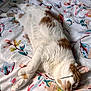 cat, sleeping, bed, floral_bedspread, white_cat, orange_spots, pet, indoor, resting, cute, animal, feline, fur, cozy, domestic_cat, soft, relaxed, laying_down, whiskers, ear