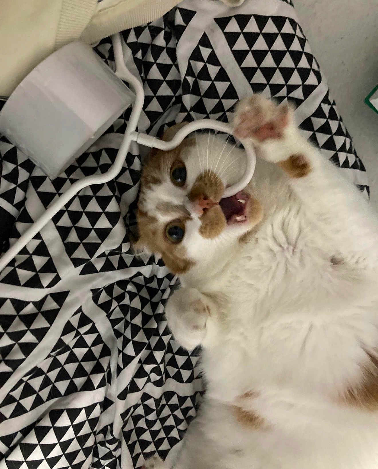 Pêche Dit Chacha participe au concours pour gagner de l'argent avec cette photo : cat, playful, white, orange, fur, paws, blanket, patterned, black_and_white, cord, indoor, pet, cute, surprised, lying_down, close_up, whiskers, teeth, wide_eyes, funny_expression