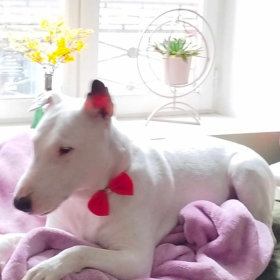 Milo participe au concours pour gagner de l'argent avec cette photo : animal, bow_tie, calm, cozy, cute, decorative_stand, dog, domestic, furniture, indoor, natural_light, pet, potted_plant, purple_blanket, relaxed, resting, soft_texture, white_dog, window, yellow_flowers