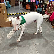 Milo a rejoint le concours — aidez-le/la à gagner de superbes lots ! dog, white_dog, bandana, toy, rope_toy, indoor, shop, floor_tiles, bags, accessories, motion_blur, pet, animal, playful, retail, shelf, colorful, leisure, pet_accessory, store
