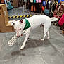 dog, white_dog, bandana, toy, rope_toy, indoor, shop, floor_tiles, bags, accessories, motion_blur, pet, animal, playful, retail, shelf, colorful, leisure, pet_accessory, store