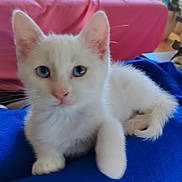 Coco participe au concours pour gagner de l'argent avec cette photo : animal, blue_eyes, blue_fabric, cat, closeup, cozy, curious, cute, domestic_cat, feline, fur, indoor, kitten, pet, pink_background, resting, small, soft, white_cat, young