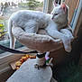 cat, white_cat, cat_perch, window, indoor, furniture, pet, animal, relaxed, fluffy, daylight, garden_view, household, wooden_chair, toy, plant, cozy, resting, looking_outside, domestic