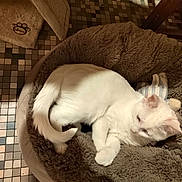 Coco Palat a rejoint le concours — aidez-le/la à gagner de superbes lots ! animal, cat, comfort, cozy, curled_up, cute, domestic, feline, floor_tiles, fur, home, indoor, peaceful, pet_bed, quiet, resting, sleeping, soft, toy, white_cat