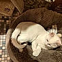 animal, cat, comfort, cozy, curled_up, cute, domestic, feline, floor_tiles, fur, home, indoor, peaceful, pet_bed, quiet, resting, sleeping, soft, toy, white_cat