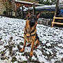 alert, animal, backyard, canine, dog, ears, fence, fur, garden, german_shepherd, grass, mud, nature, outdoor, pet, sitting, snow, tree, winter, wooden_shed
