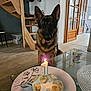 U'Sam participe au concours pour gagner de l'argent avec cette photo : animal, banana_slices, birthday_cake, candle, celebration, dog, door, floor, german_shepherd, glass_table, happy, home_interior, indoor, light, pet, pet_birthday, plate, table, waiting, wooden_stairs