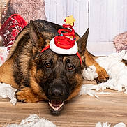 U'Sam a rejoint le concours — aidez-le/la à gagner de superbes lots ! animal, christmas, cozy, decor, dog, ears, festive, floor, fluffy, german_shepherd, holiday_hat, indoors, pet, portrait, red, smiling, star, stuffing, white, wooden_floor
