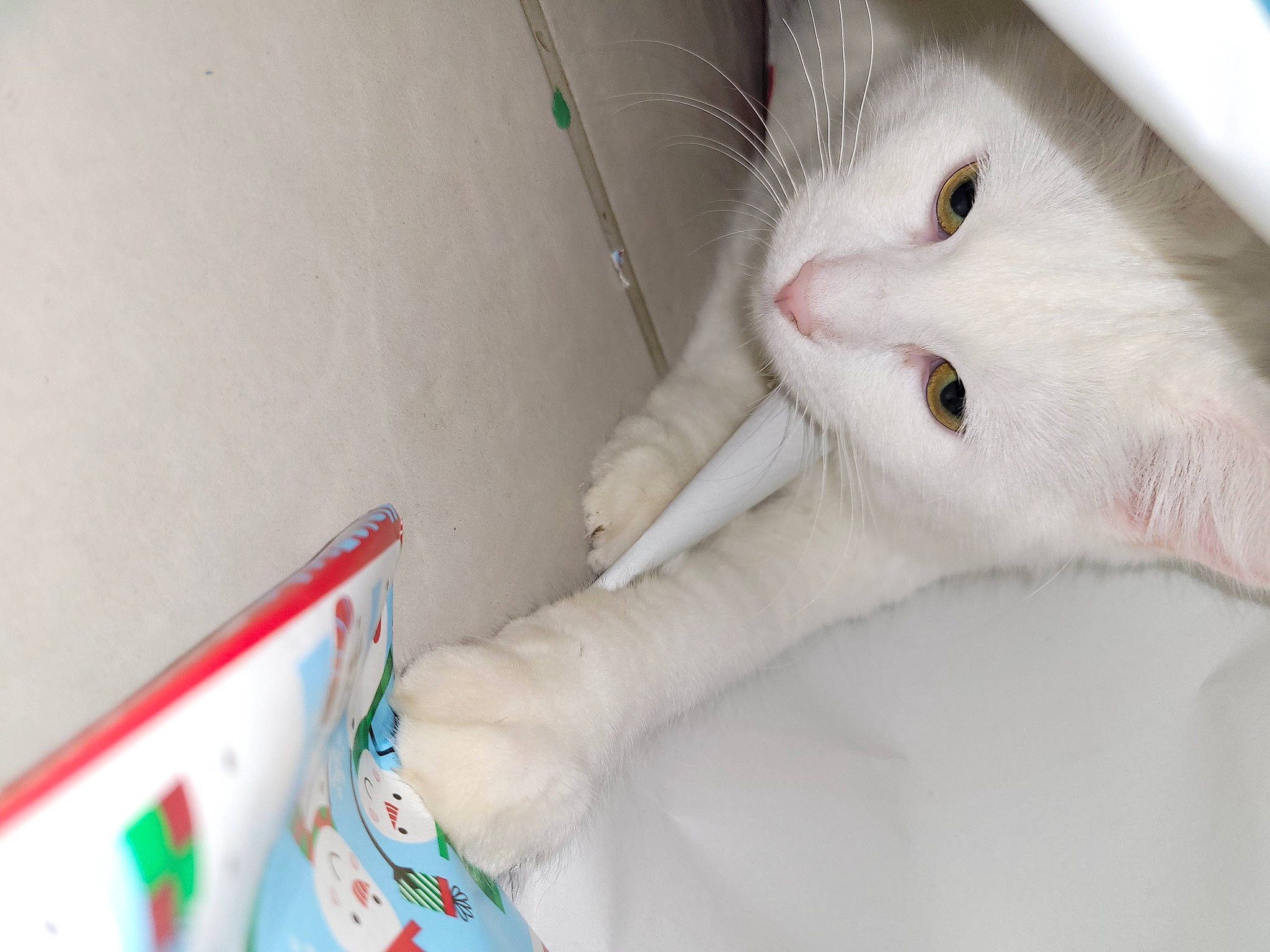 Snow a rejoint le concours — aidez-le/la à gagner de superbes lots ! animal_shelter, box, cardboard, carnivore, cat, claw, domestic_short_haired_cat, felidae, fur, paw, pet_supply, room, shelf, small_to_medium_sized_cats, snout, tail, whiskers