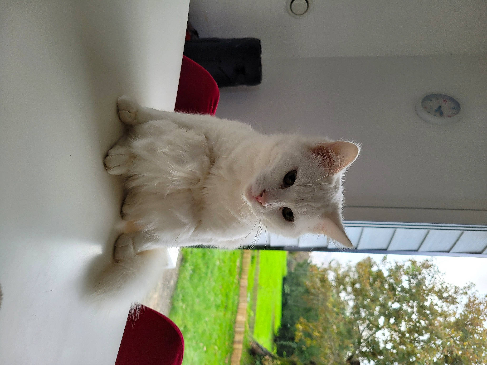 Snow participe au concours pour gagner de l'argent avec cette photo : carnivore, cat, coquelicot, domestic_short_haired_cat, felidae, fur, plant, room, small_to_medium_sized_cats, snout, tail, tree, whiskers, wood