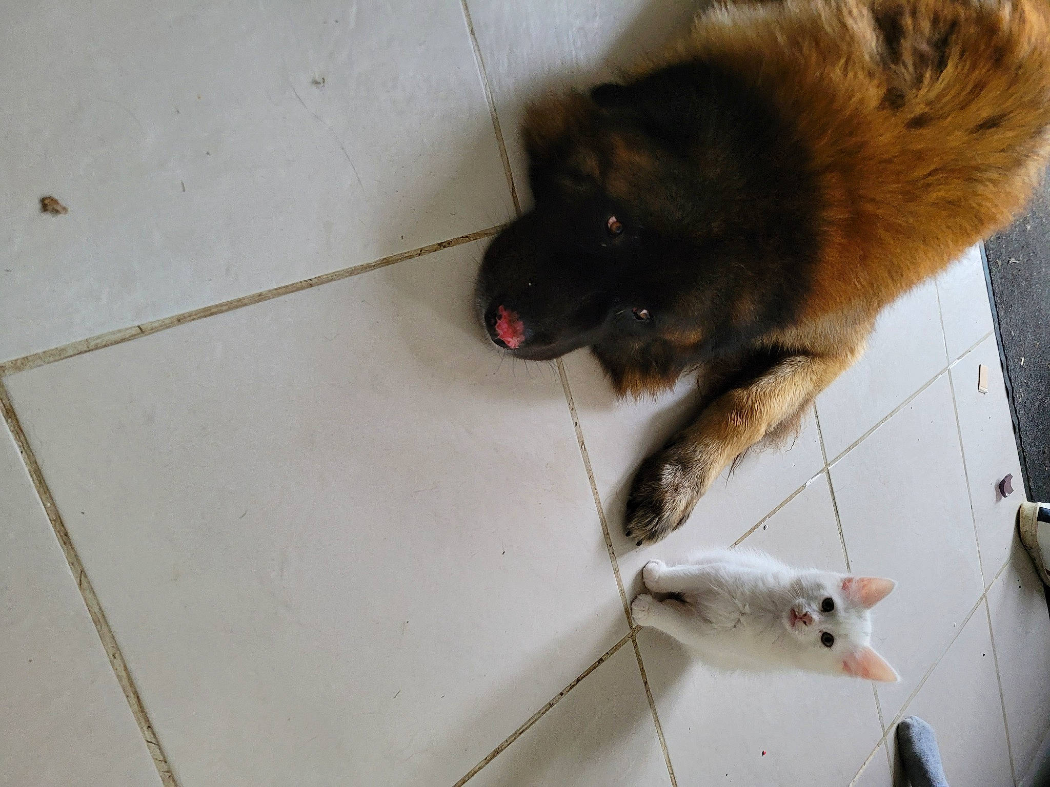 Tao participe au concours pour gagner de l'argent avec cette photo : carnivore, claw, companion_dog, dog, dog_breed, estrela_mountain_dog, fawn, felidae, flooring, fur, muroidea, paw, pet_supply, rodent, snout, sporting_group, tail, terrestrial_animal, whiskers, working_animal