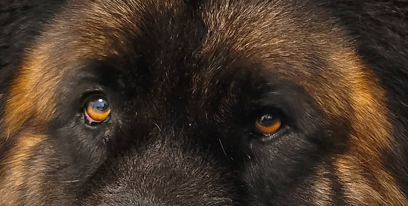 Tao participe au concours pour gagner de l'argent avec cette photo : canidae, carnivore, circle, dog, dog_breed, eye, fur, iris, liver, snout, sporting_group, terrestrial_animal, whiskers, wildlife, working_animal, working_dog