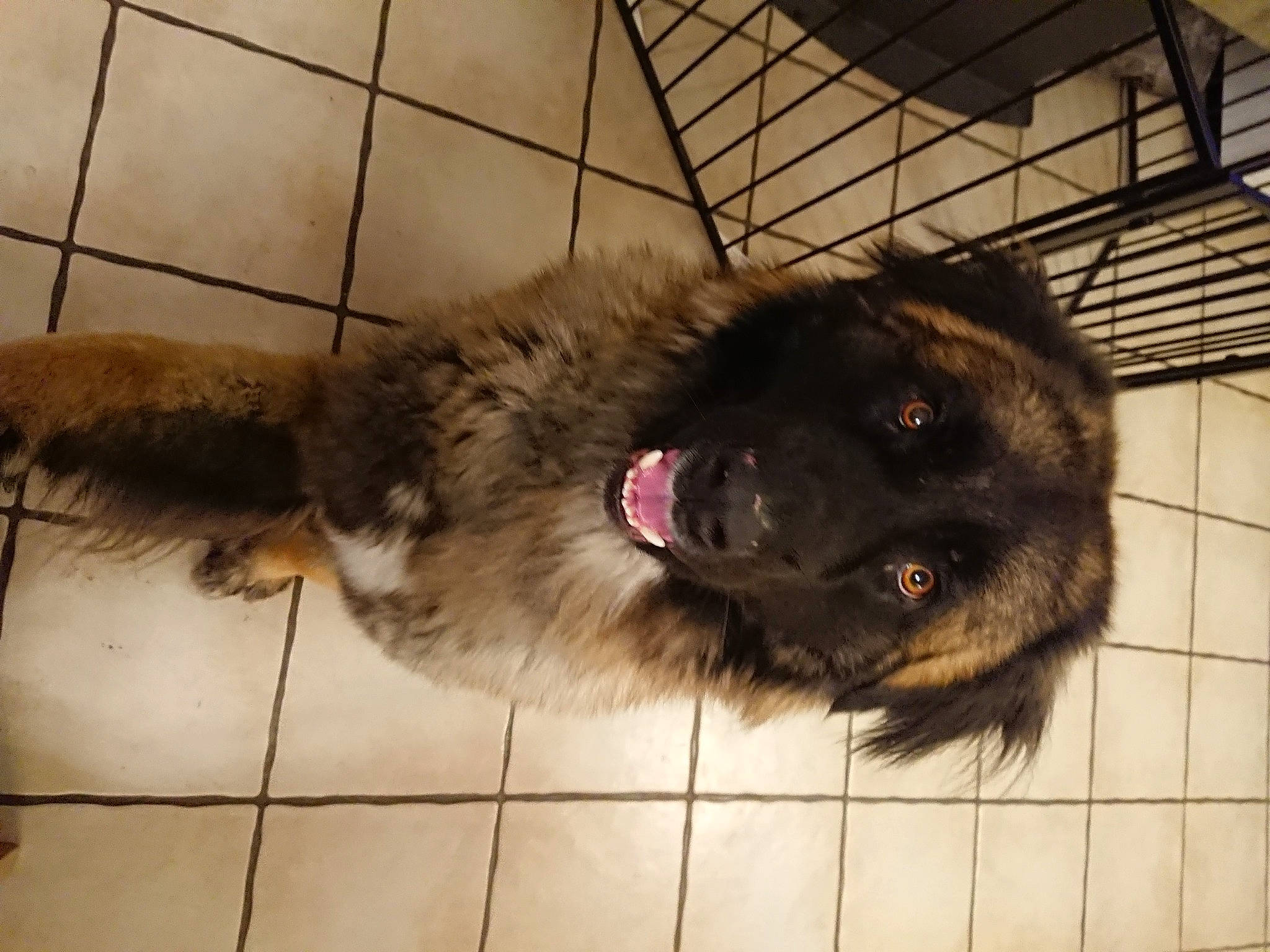 Tao a rejoint le concours — aidez-le/la à gagner de superbes lots ! canidae, carnivore, claw, companion_dog, dog, dog_breed, estrela_mountain_dog, fawn, flooring, fur, keeshond, liver, mammal, paw, pet_supply, snout, sporting_group, terrestrial_animal, whiskers, working_animal