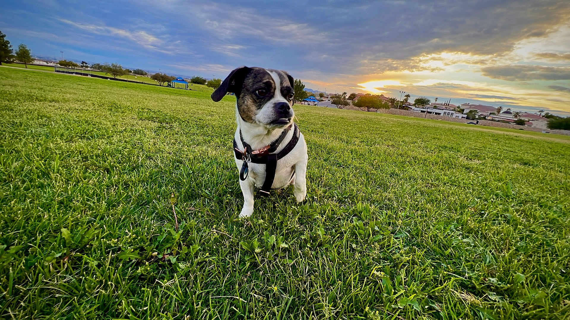 Charlotte is registered to the contest to win money with this photo: dog, grass, field, sunset, sky, clouds, trees, urban, outdoor, pet, canine, nature, harness, landscape, greenery, animal, park, scenic, daylight, quiet