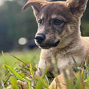 Whiskey joined the competition — help win amazing prizes! puppy, dog, grass, outdoor, close_up, animal, pet, young, fur, ears, snout, nature, background_blur, daylight, cute, portrait, lying_down, green, focus, muzzle