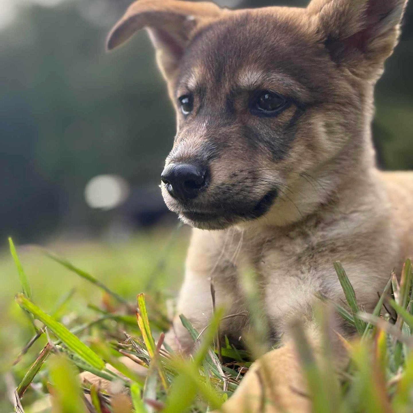 Whiskey joined the competition — help win amazing prizes! animal, background_blur, close_up, cute, daylight, dog, ears, focus, fur, grass, green, lying_down, muzzle, nature, outdoor, pet, portrait, puppy, snout, young