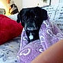 Tate is registered to the contest to win money with this photo: dog, blanket, purple, heart_pattern, couch, red_pillow, white_crochet, indoor, pet, cozy, snug, black_dog, fur, face, ears, nose, eyes, home, furniture, relaxation