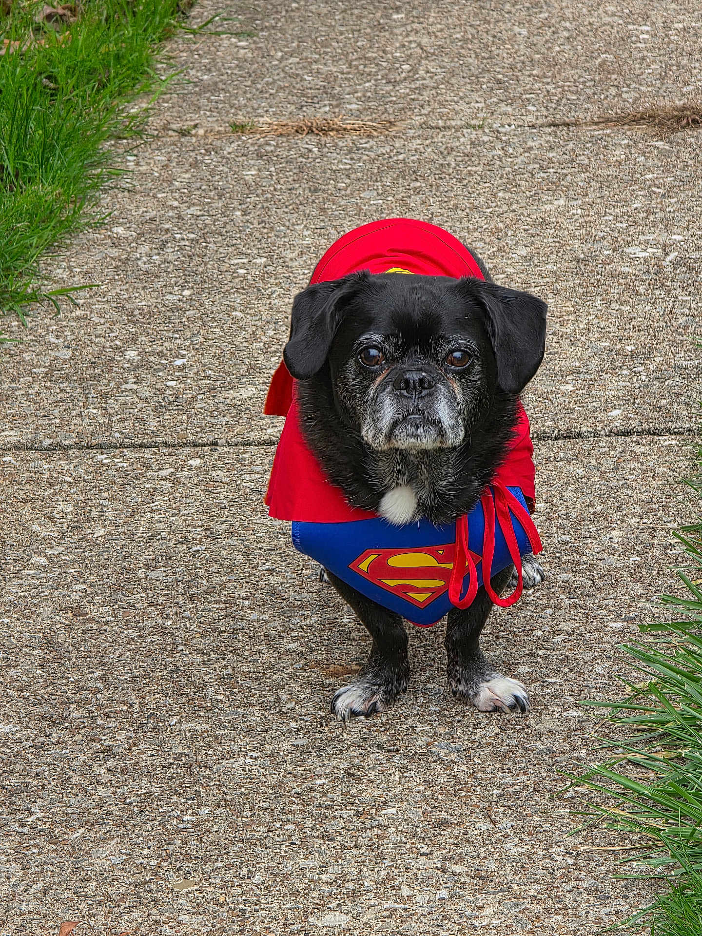 Tate joined the competition — help win amazing prizes! dog, superman_costume, black_dog, small_dog, cape, sidewalk, outdoor, grass, costume, pet, animal, cute, portrait, standing, walkway, superhero, funny, looking_at_camera, fur, paws