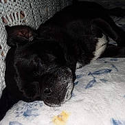 Tate is registered to the contest to win money with this photo: dog, sleeping, black_fur, white_fur, blanket, crochet, indoors, resting, close_up, pet, cozy, soft_texture, animal, relaxation, quiet, nap, fur, comfort, peaceful, couch