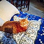 Ms.kitty is registered to the contest to win money with this photo: cat, orange_cat, bed, blanket, pillow, furniture, indoor, cozy, animal, pet, resting, comfort, patterned_blanket, wooden_chair, floor, home, relaxing, fur, domestic, living_space