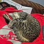 Tazz joined the competition — help win amazing prizes! animal, cat, close_up, cozy, curled_up, cute, domestic_cat, fur, indoor, napping, paw, peaceful, pet, red_sweatshirt, resting, sleeping, striped, tabby, tail, whiskers