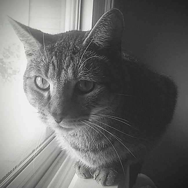 Mickey joined the competition — help win amazing prizes! abyssinian, angora, animal, bodypart, cat, ear, egyptiancat, face, gray, head, kitten, manx, person, pet, photography, plant, portrait, siamese, window, windowsill