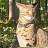 Bubba Zuko is registered to the contest to win money with this photo: cat, collar, butterfly, forest, moss, rock, sunlight, nature, animal, outdoor, wildlife, greenery, tree, whiskers, feline, pet, mammal, daylight, closeup, serene