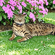 Bubba Zuko is registered to the contest to win money with this photo: cat, animal, pet, grass, flowers, pink_flowers, outdoor, nature, collar, spotted_cat, relaxed, lying_down, greenery, garden, leaf, daylight, mammal, feline, wildcat_lookalike, beautiful