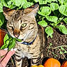 cat, tabby, green_eyes, collar, leaf, hand, garden, plants, soil, pumpkin, orange, yellow, curious, outdoor, nature, pet, animal, closeup, daylight, greenery