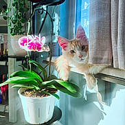 Merlin joined the competition — help win amazing prizes! cat, cozy, curtain, decor, feline, flower, green_leaves, home, indoor, nature, orange_cat, orchid, pet, plant, pot, relaxing, shadow, sunlight, white_cat, window