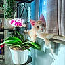 cat, window, curtain, plant, orchid, flower, pot, sunlight, shadow, indoor, feline, orange_cat, white_cat, green_leaves, home, decor, pet, relaxing, cozy, nature