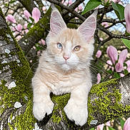 Merlin is registered to the contest to win money with this photo: kitten, cat, heterochromia, tree_branch, moss, pink_flowers, nature, outdoor, fluffy, animal, pet, cute, curious, closeup, wildlife, spring, green_leaves, young, portrait, feline