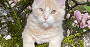 Merlin is registered to the contest to win money with this photo: animal, cat, closeup, curious, cute, feline, fluffy, green_leaves, heterochromia, kitten, moss, nature, outdoor, pet, pink_flowers, portrait, spring, tree_branch, wildlife, young