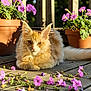 Merlin is registered to the contest to win money with this photo: cat, orange_cat, white_cat, flowers, purple_flowers, terracotta_pots, wooden_deck, sunlight, outdoor, pet, fluffy, relaxed, nature, plant_pots, garden, summer, closeup, animal, peaceful, daylight