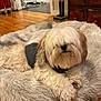 Mei Mei joined the competition — help win amazing prizes! dog, fluffy, long_fur, pet_bed, indoor, wood_floor, sweater, cozy, furniture, home, relaxed, animal, living_room, plush, canine, domestic_animal, fur, cute, resting, companion