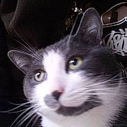 Swiffer participe au concours pour gagner de l'argent avec cette photo :